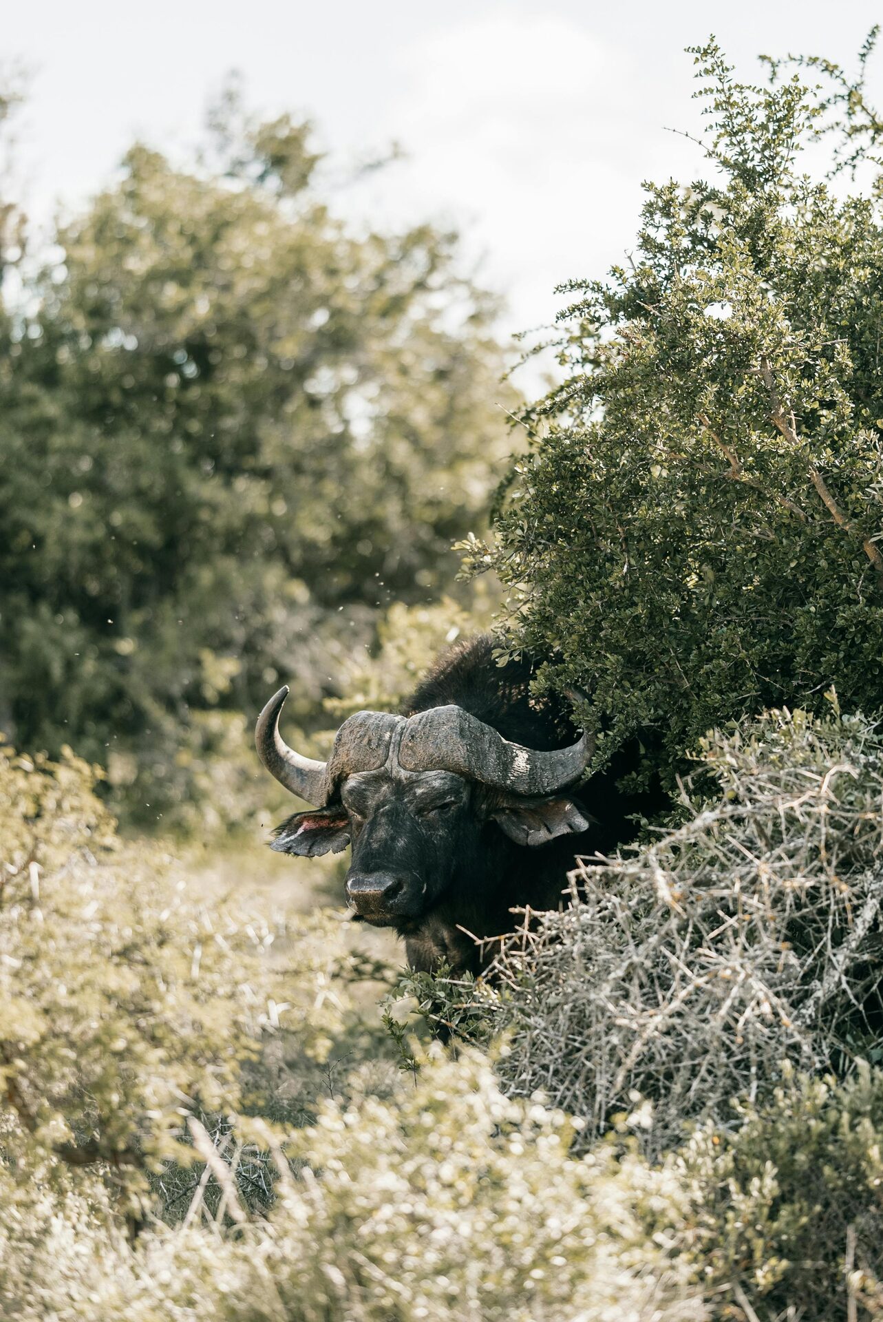 Cape Buffalo