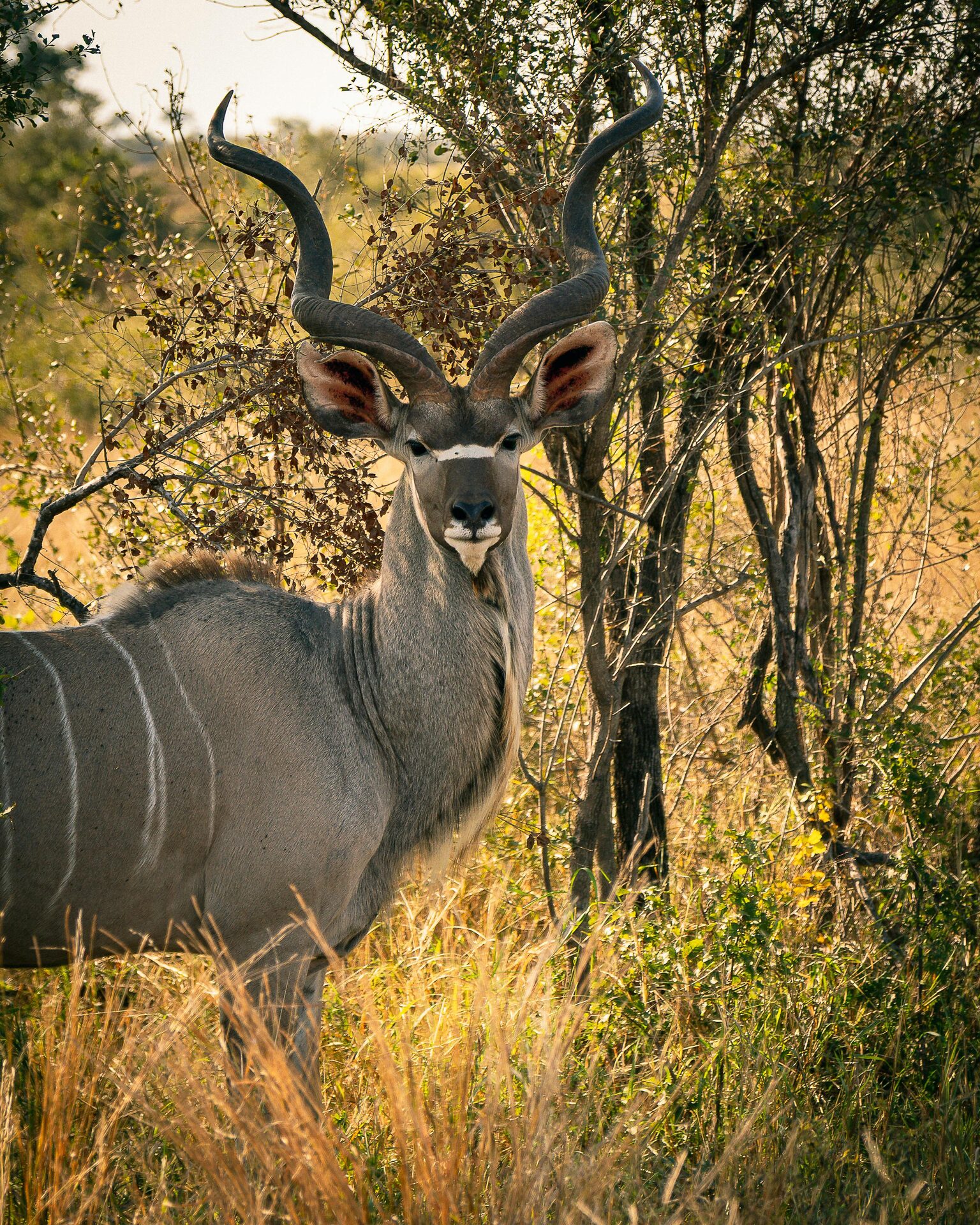 Kudu Bull