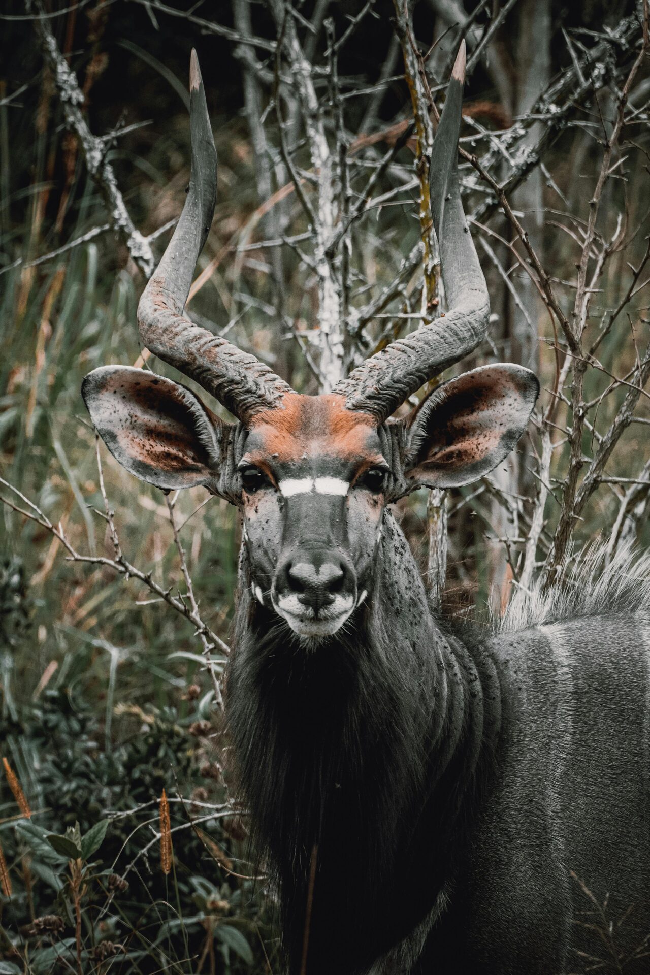 Nyala Bull